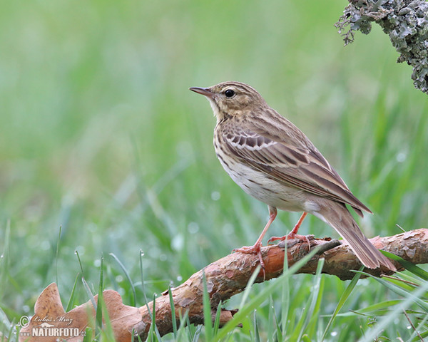 Tree Pipit (Anthus trivialis)