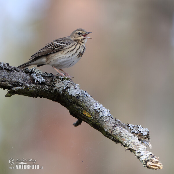 Tree Pipit (Anthus trivialis)