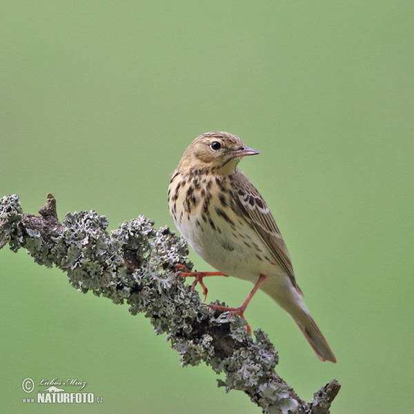 Tree Pipit (Anthus trivialis)