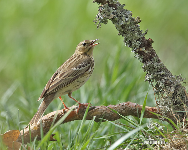 Tree Pipit (Anthus trivialis)