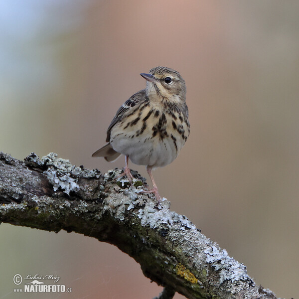 Tree Pipit (Anthus trivialis)