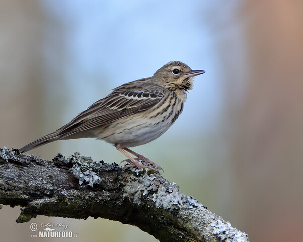 Tree Pipit (Anthus trivialis)