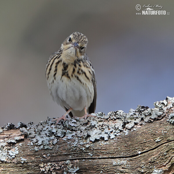 Tree Pipit (Anthus trivialis)