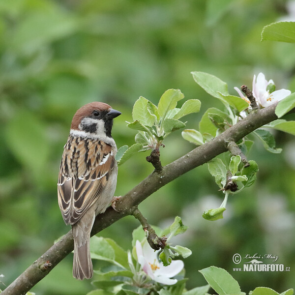 Tree Sparrow (Passer montanus)