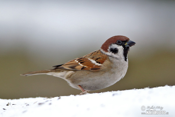 Tree Sparrow (Passer montanus)