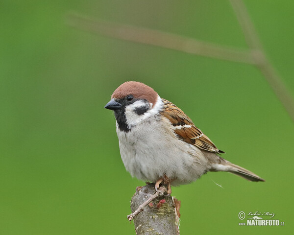 Tree Sparrow (Passer montanus)