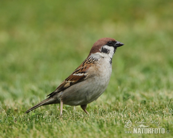 Tree Sparrow (Passer montanus)