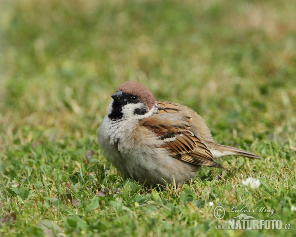 Tree Sparrow (Passer montanus)