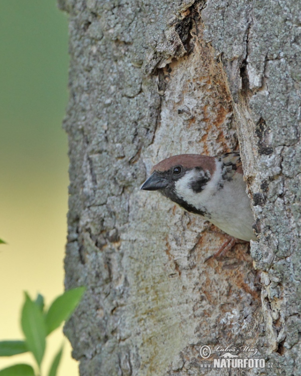 Tree Sparrow (Passer montanus)