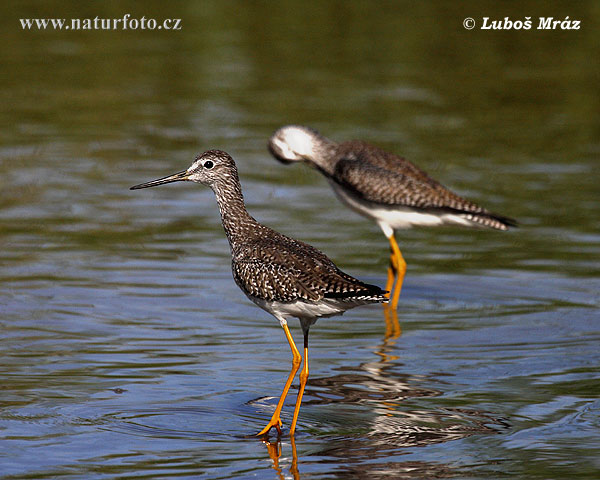 Tringa melanoleuca