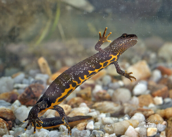 Triturus cristatus