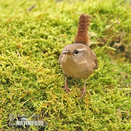 Troglodyte mignon