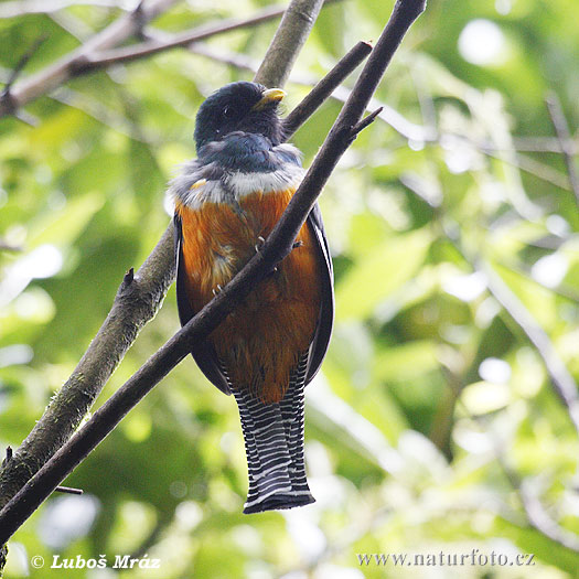 Trogon złotobrzuchy