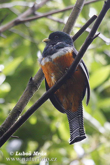 Trogon złotobrzuchy