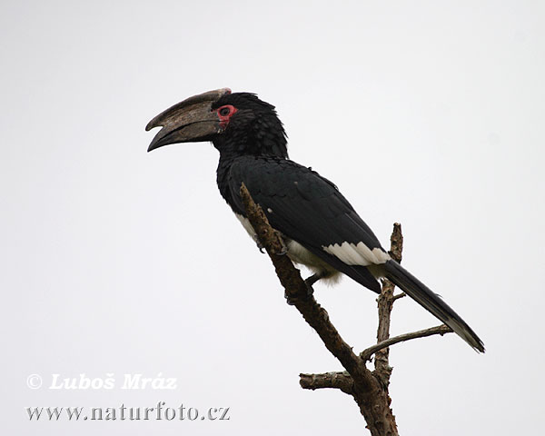 Trompetneushoornvogel