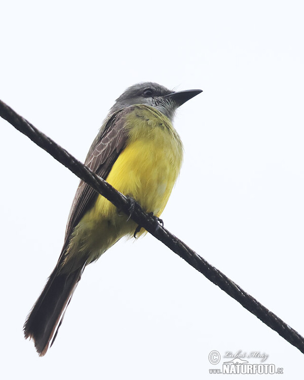 Tropical Kingbird (Tyrannus melancholicus)