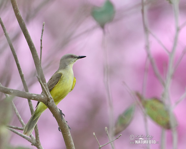 Tropical Kingbird (Tyrannus melancholicus)