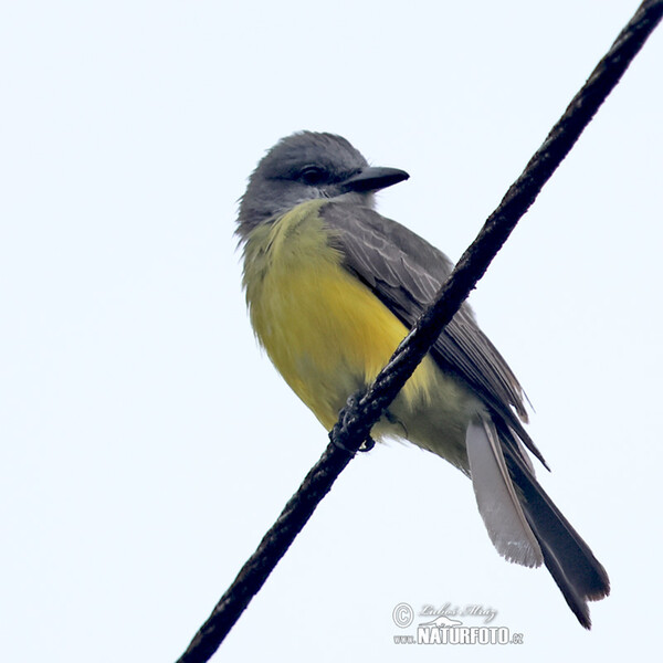 Tropical Kingbird (Tyrannus melancholicus)