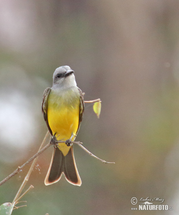 Tropical Kingbird (Tyrannus melancholicus)