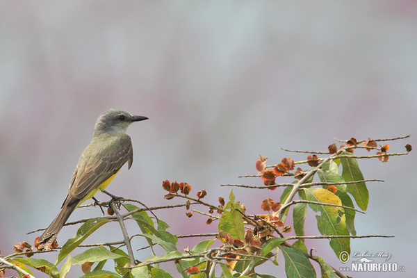 Tropical Kingbird (Tyrannus melancholicus)