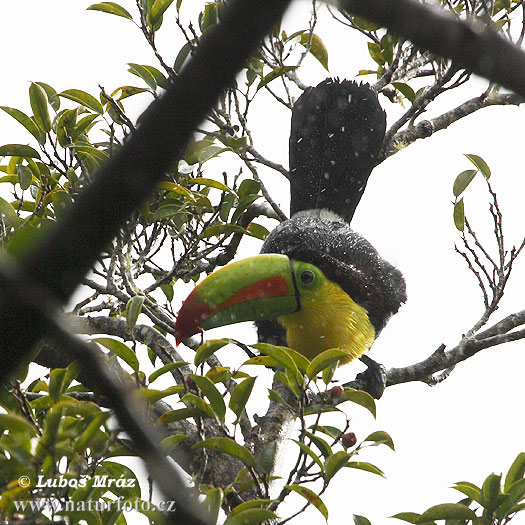 Tucán piquiverde