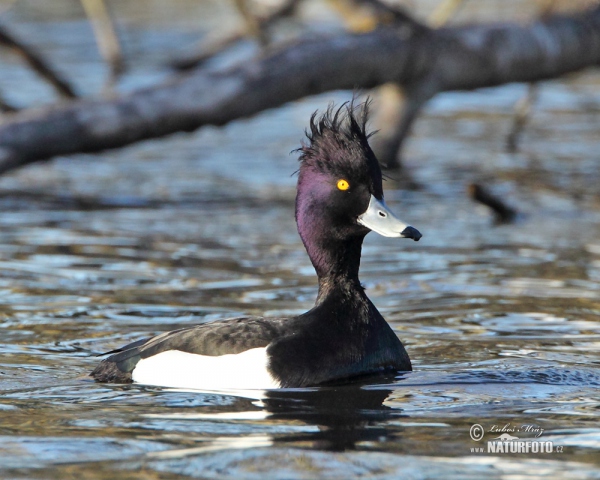 Tufted Duck (Aythya fuligula)