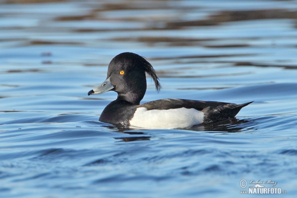 Tufted Duck (Aythya fuligula)