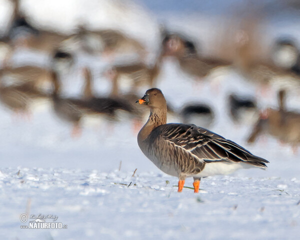 Tundra Bean Goose (Anser serrirostris)