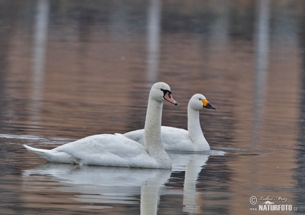 Tundra Swan (Cygnus columbianus)