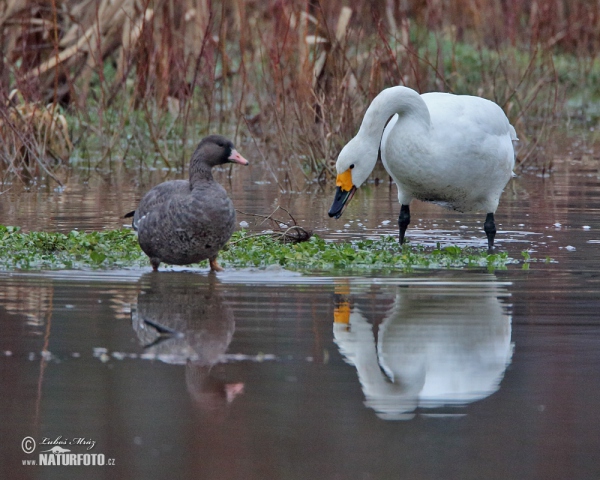 Tundra Swan (Cygnus columbianus)