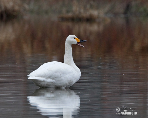 Tundra Swan (Cygnus columbianus)