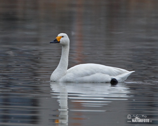 Tundra Swan (Cygnus columbianus)