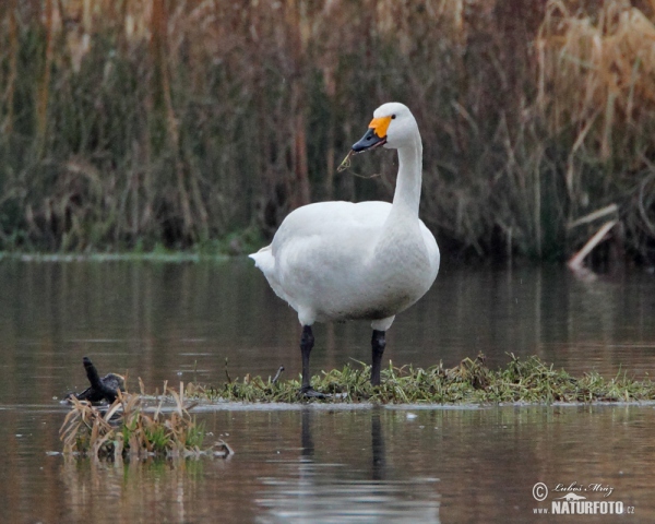 Tundra Swan (Cygnus columbianus)