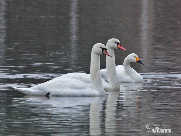 Tundra Swan (Cygnus columbianus)