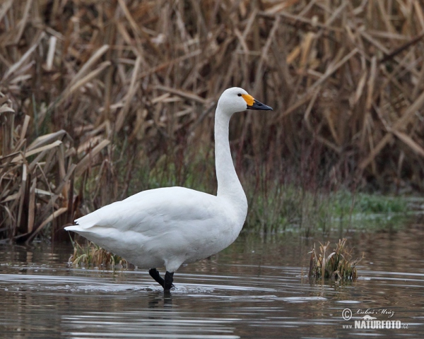 Tundra Swan (Cygnus columbianus)