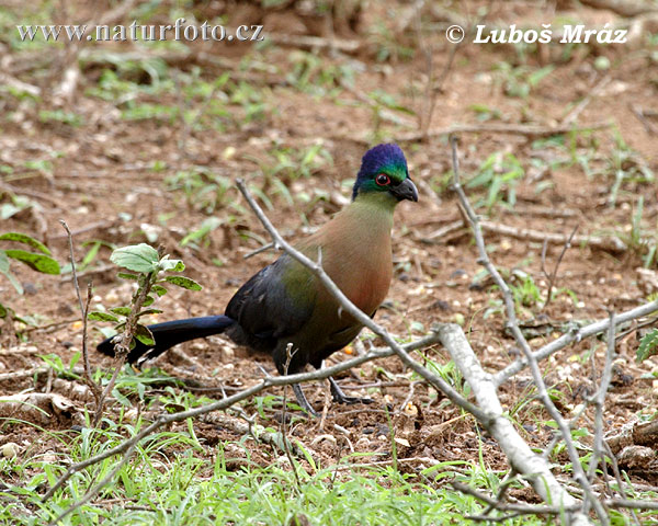 Turaco crestimorado