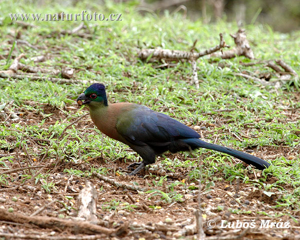 Turaco crestimorado