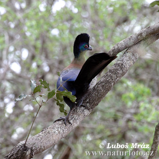 Turaco crestimorado