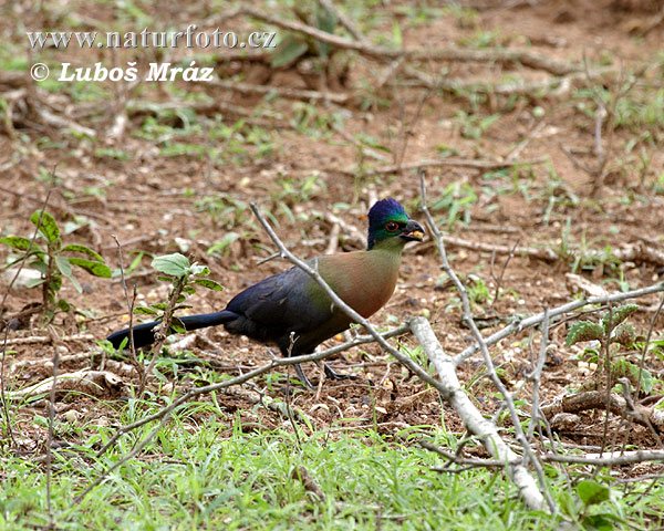 Turaco-de-crista-violeta