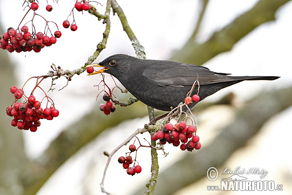 Turdus merula