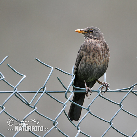 Turdus merula