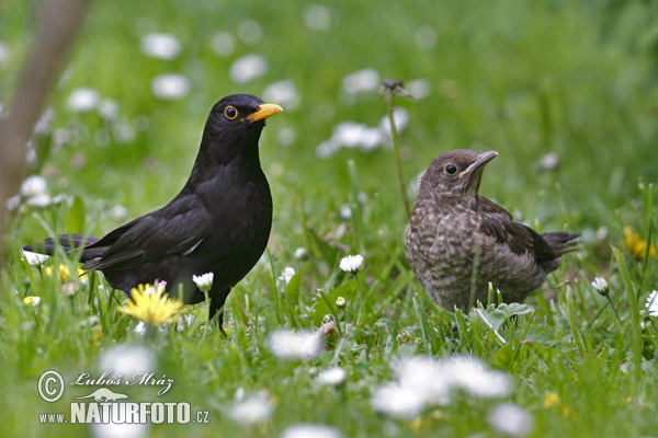 Turdus merula