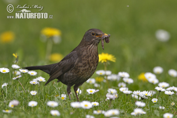 Turdus merula