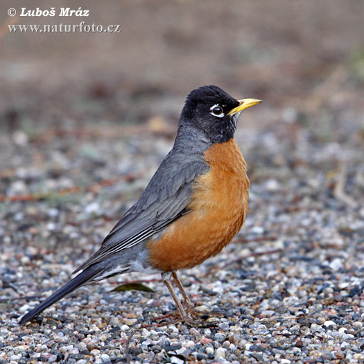 Turdus migratorius