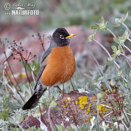 Turdus migratorius