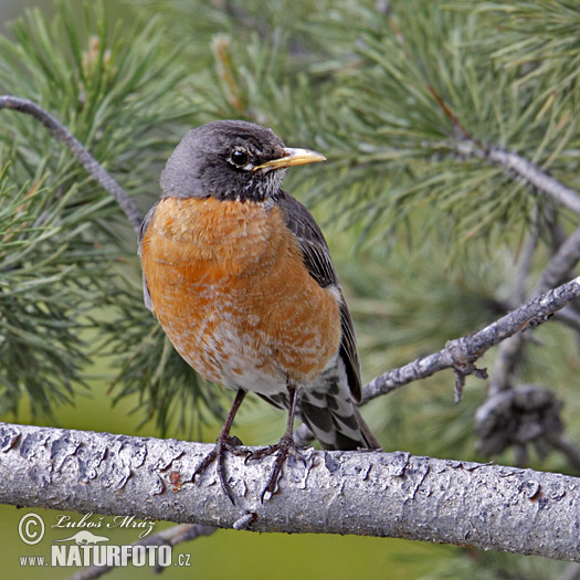 Turdus migratorius