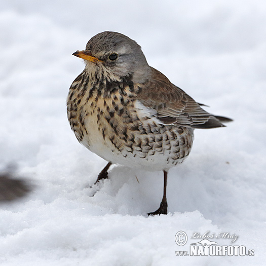 Turdus pilaris