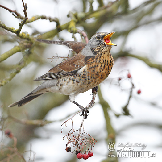 Turdus pilaris