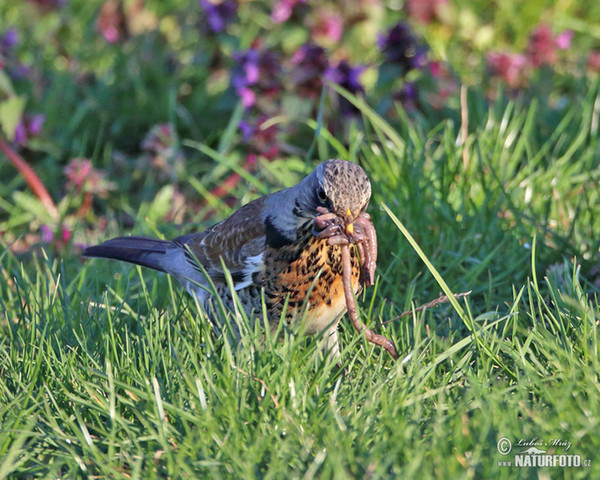 Turdus pilaris