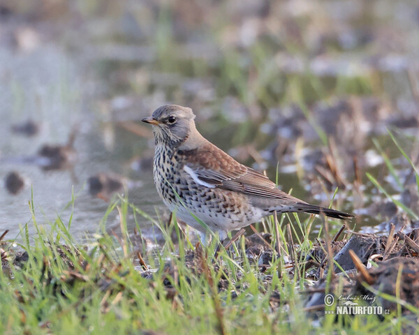 Turdus pilaris